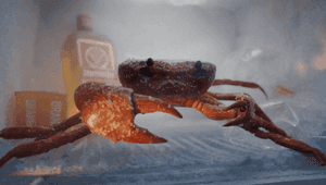 Când anomalia devine viralitate: Lecția campaniei Jägermeister și storytelling-ul prin absurd